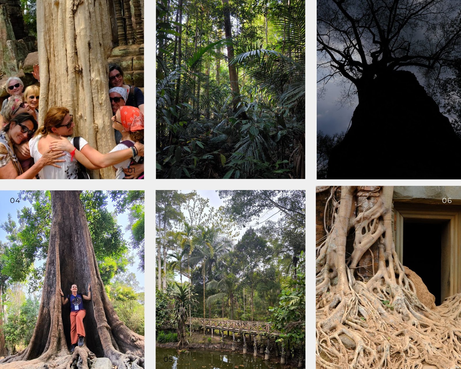 Art of Forest Bathing: Healing and Wellness in Nature