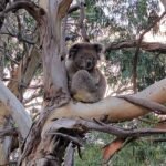 Kayaking with Seals in Kaikoura: A Unique Experience (Without a Paddle!)