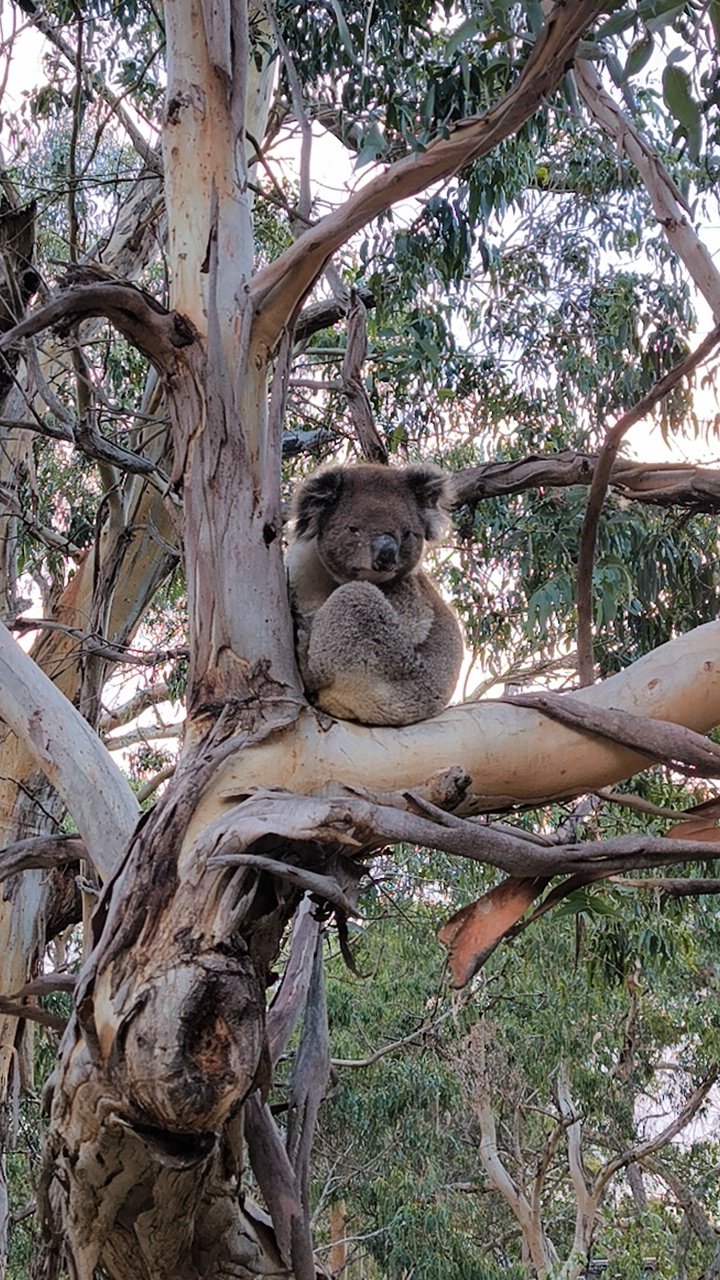 BIMBI PARK CAMPING: SLEEPING AMONG KOALAS AND KANGAROOS